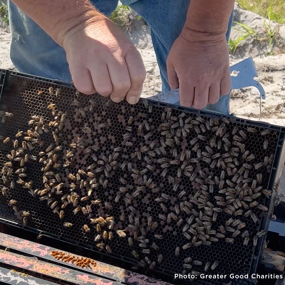 A beekeeper holds a honeycomb frame swarming with bees, spotlighting efforts to support pollinators and restore healthy hives. Photo by Greater Good Charities.