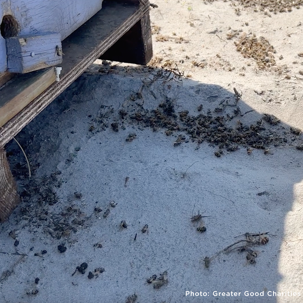 A large number of dead bees lie scattered on sandy ground near a beehive, showing the devastating impact of disaster on pollinator populations. Photo by Greater Good Charities.