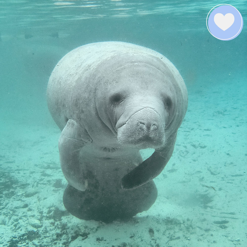 A manatee swimming underwater near coral reefs, promoting awareness to help save and rehabilitate manatees.