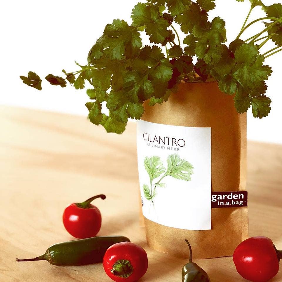 A vibrant cilantro plant grows in a brown paper "garden in a bag" pot, with fresh red and green peppers scattered on the wooden table in front of it.