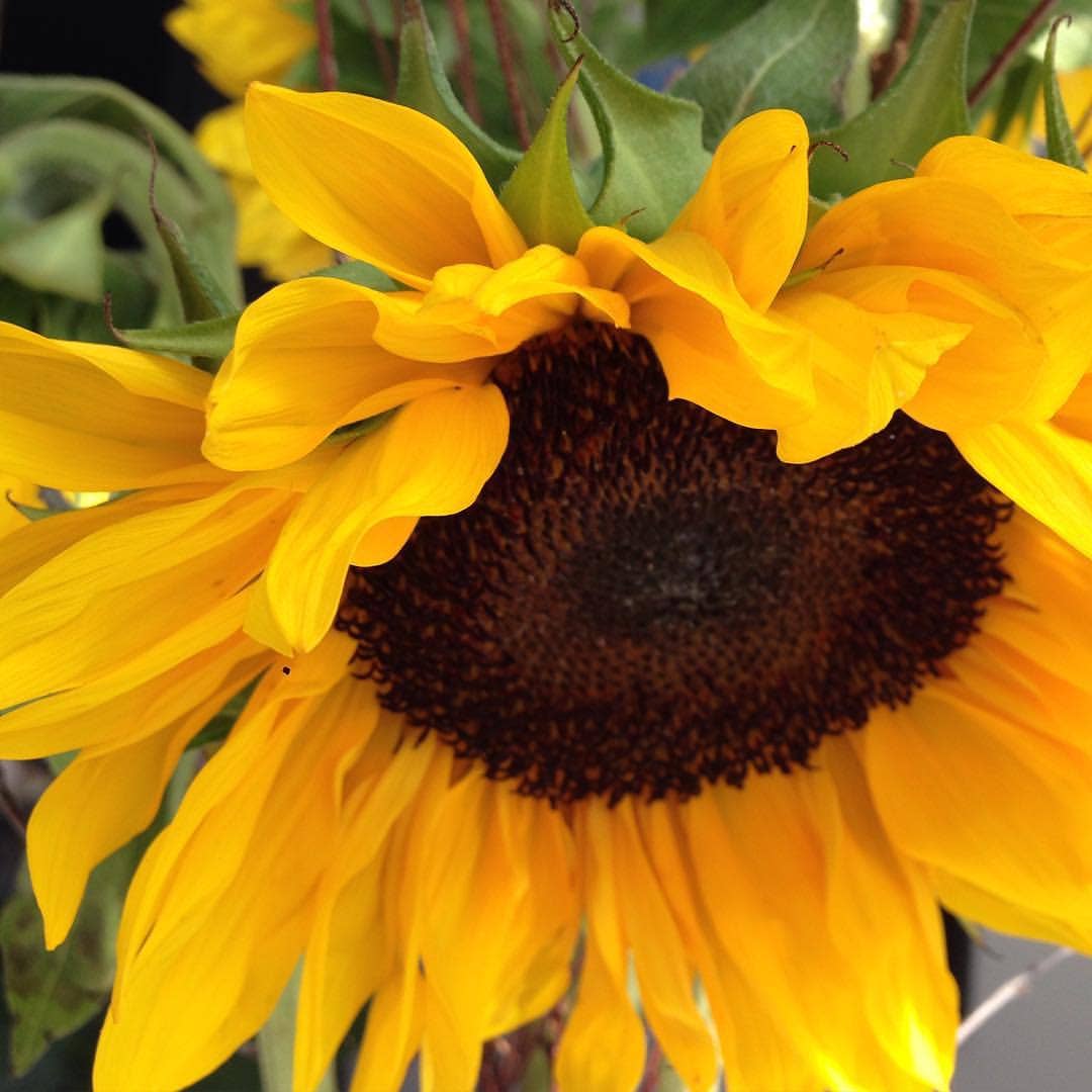 A vibrant, close-up shot of a bright yellow sunflower with a textured dark brown center and soft petals, representing the beauty that can be grown from the "garden in a bag" products.