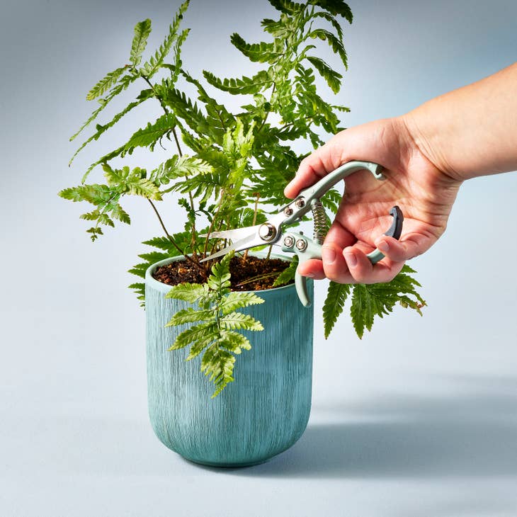 A hand is shown using a pair of Modern Sprout shears to trim a leafy plant in a teal-colored pot.