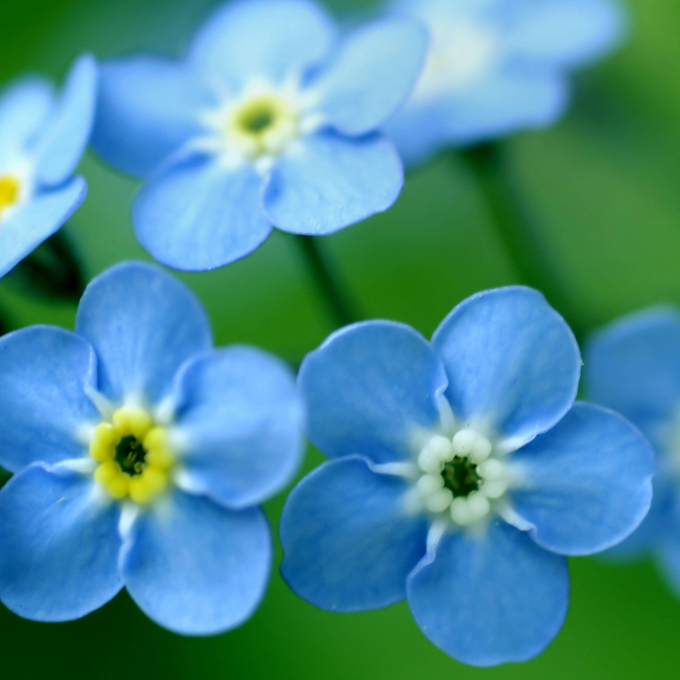 A macro shot captures the delicate beauty of small blue flowers with bright yellow centers, blossoming from a "garden in a bag" kit.