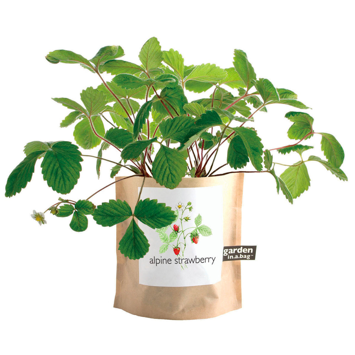 A healthy "alpine strawberry" plant with broad green leaves and a tiny red berry grows in a brown paper "garden in a bag" pot. The pot's label features a pretty illustration of the plant and promises a sweet, little treat.