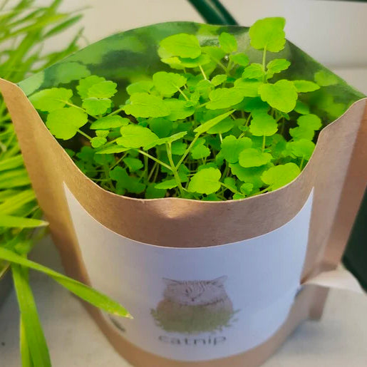 A young catnip plant with small, heart-shaped green leaves grows in a brown paper "garden in a bag" pot.