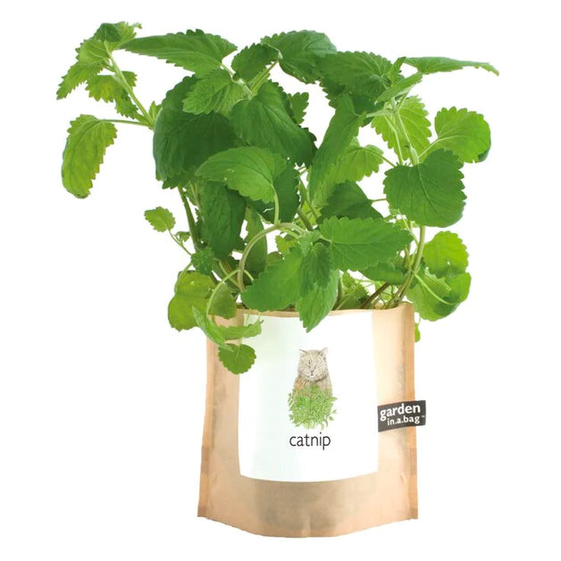 A catnip plant with lush green leaves grows in a brown paper "garden in a bag" pot. The pot's label features a cute illustration of a gray cat surrounded by leaves and the word "catnip".