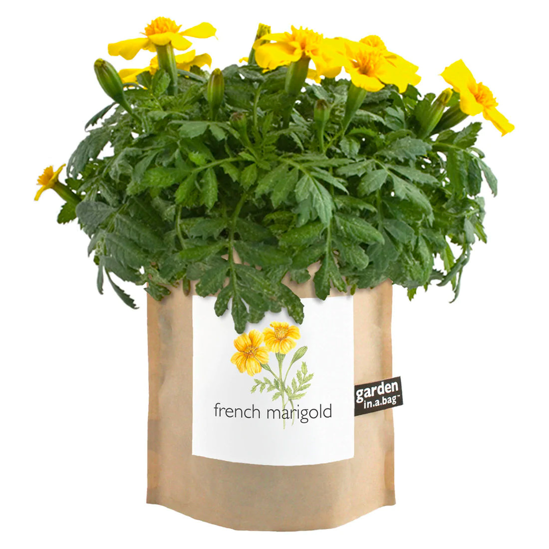 A cheerful French marigold plant with vibrant yellow flowers grows in a brown paper "garden in a bag" pot. The pot's label features a pretty illustration of the flowers and identifies it as "french marigold."