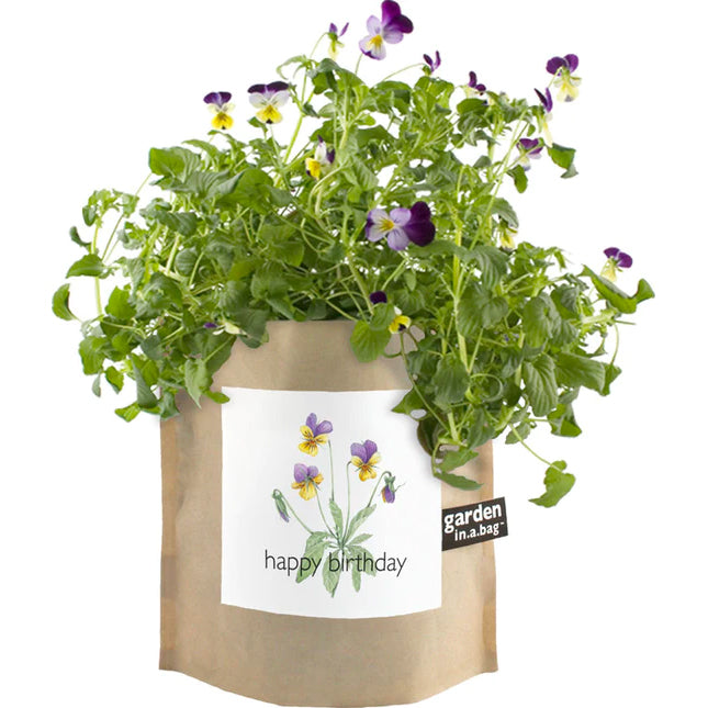 A beautiful plant with purple and yellow pansies grows in a brown paper "garden in a bag" pot. The pot features a white label with an illustration of the flowers and the phrase "happy birthday"