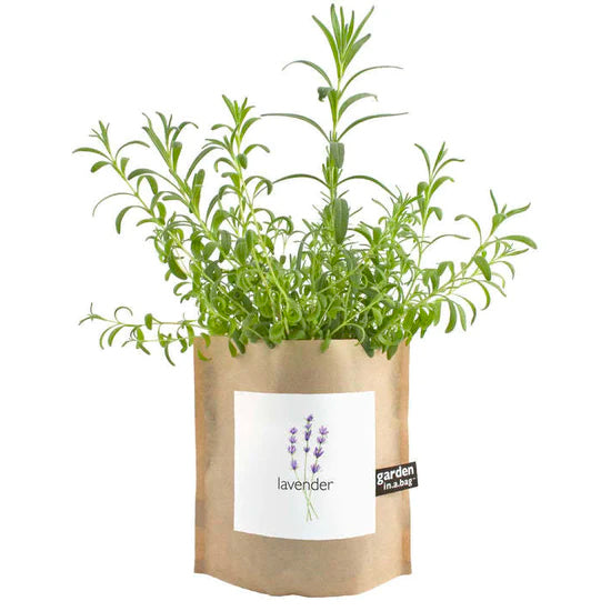 A beautiful lavender plant with slender green leaves grows in a brown paper "garden in a bag" pot. The pot features a white label with an illustration of purple lavender flowers and the word "lavender".
