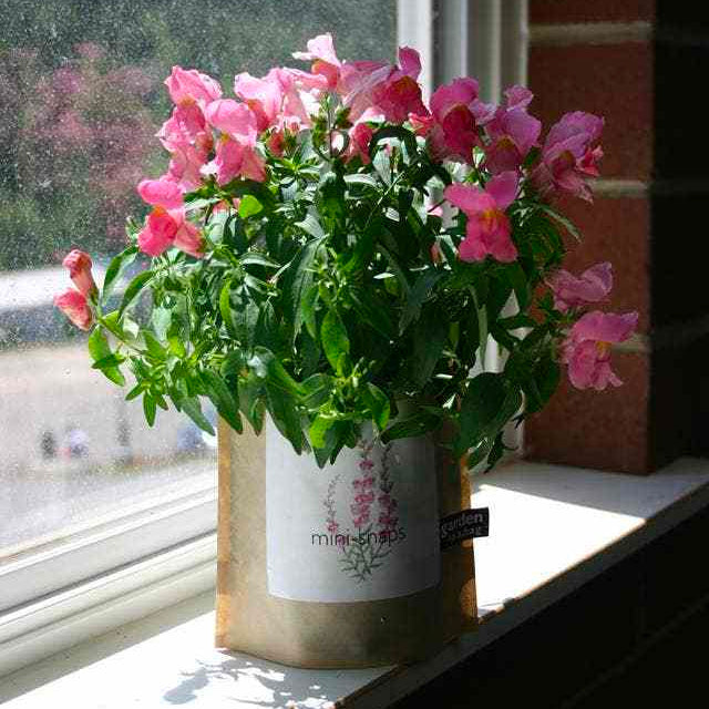 A vibrant "mini-snaps" plant with delicate pink flowers and green leaves sits in a brown paper "garden in a bag" pot on a bright windowsill.