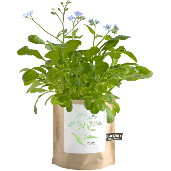 A beautiful plant with small green leaves and delicate light blue flowers grows in a brown paper "garden in.a.bag" pot. The pot features a white label with a lovely illustration of the plant and the word "love".