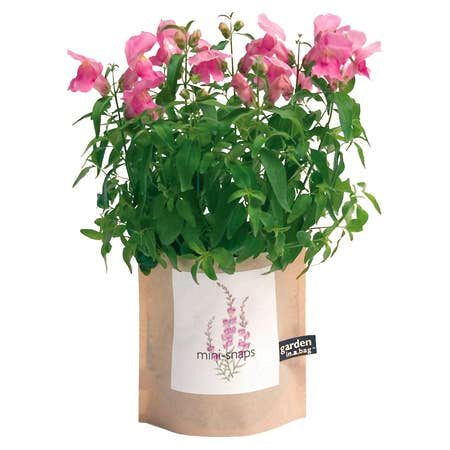 A cheerful plant with bright pink flowers and green leaves, labeled "mini-snaps" grows in a brown paper "garden in a bag" pot.