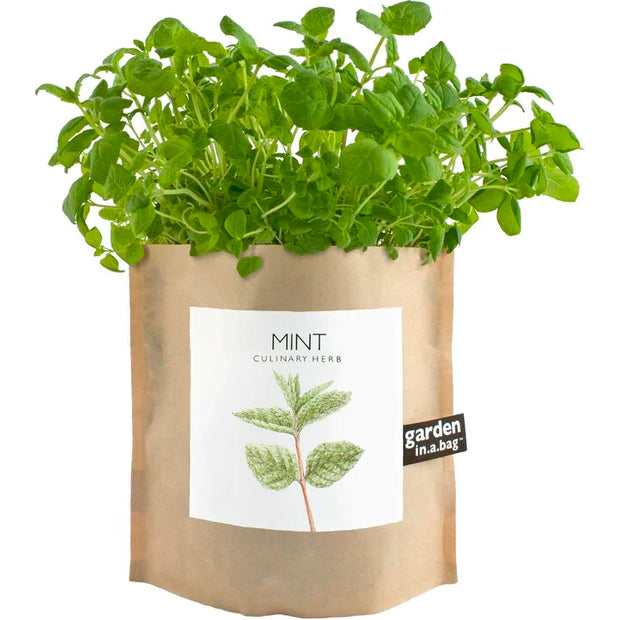 A lush mint plant grows in a brown paper "garden in a bag" pot. The pot's label features a pretty illustration of a mint leaf and identifies it as "MINT" a "CULINARY HERB"