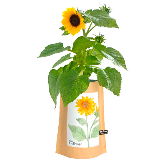A bright mini sunflower with a single yellow bloom grows in a brown paper pot. A white label on the pot features a beautiful drawing of a sunflower and identifies the plant as "mini sunflower" from the "garden in a bag" brand.