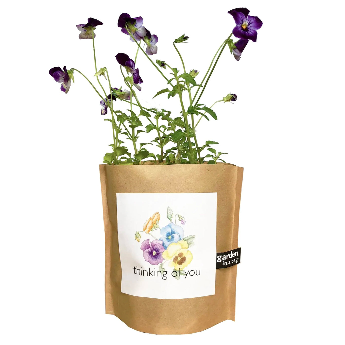 A plant with purple flowers grows in a brown paper "garden in a bag" pot. The pot features a white label with a colorful illustration of pansies and the phrase "thinking of you".