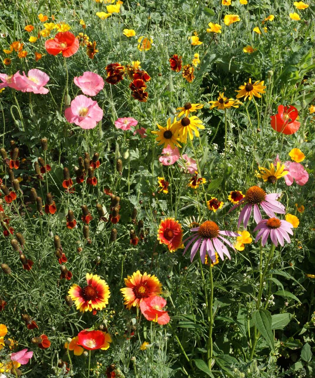 A vibrant field of wildflowers, with a variety of colorful flowers including pink poppies, purple coneflowers and yellow daisies, bathing in the sun together.