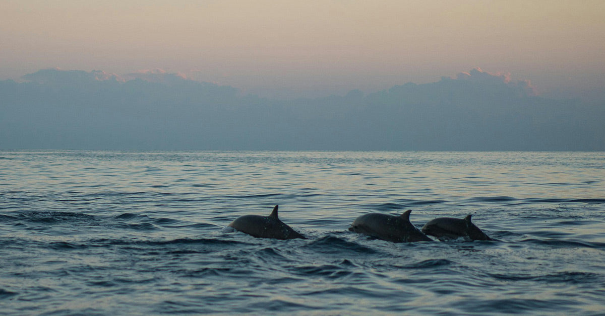 Dolphins swimming in calm ocean waters at sunset, their dorsal fins breaking the surface with soft orange light in the background.