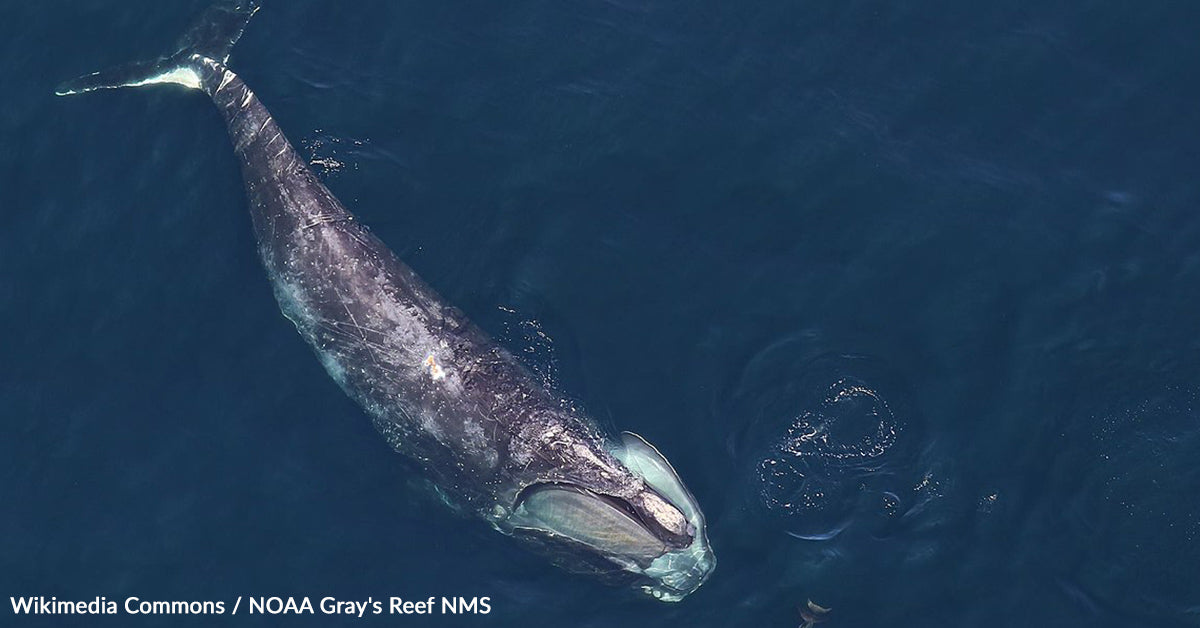 High Tech Alerts Give Endangered Whales a Fighting Chance