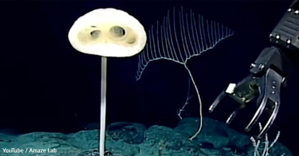 Scientists Discover Alien-Like Sponge Resembling E.T. Deep Beneath The Pacific Ocean