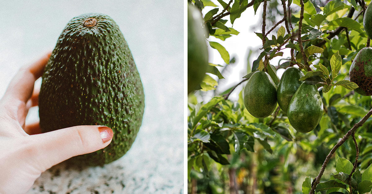 A hand gently squeezing a ripe avocado on a speckled countertop. Ripe green avocados hanging in clusters on a tree with glossy leaves.