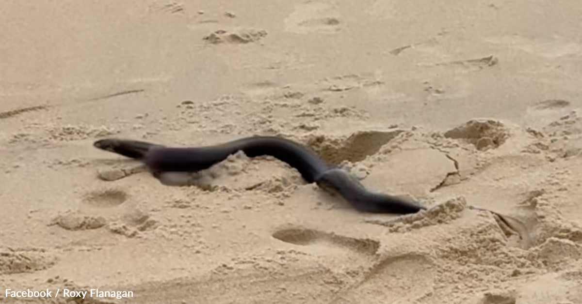Snake Surprises Maryland Beachgoers and Slithers Out of the Ocean