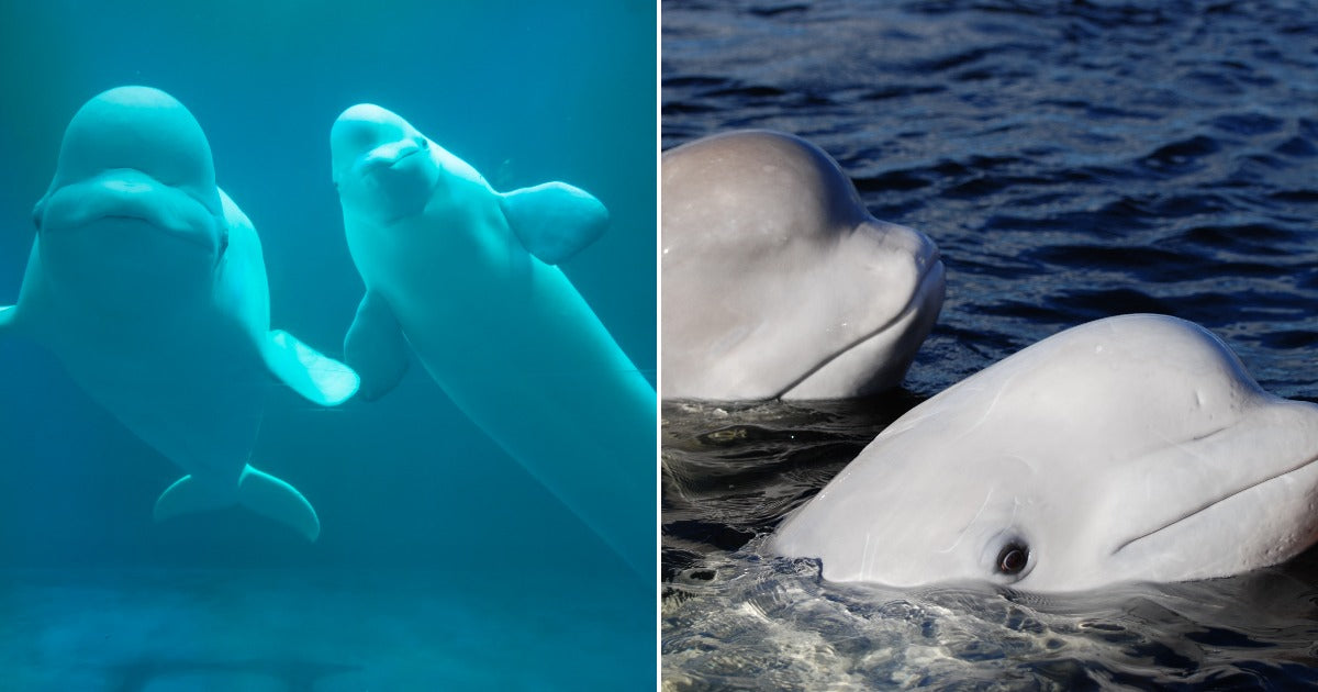 On the left, two beluga whales swim together underwater in blue depths; on the right, two beluga whales surface with open mouths in turquoise water.