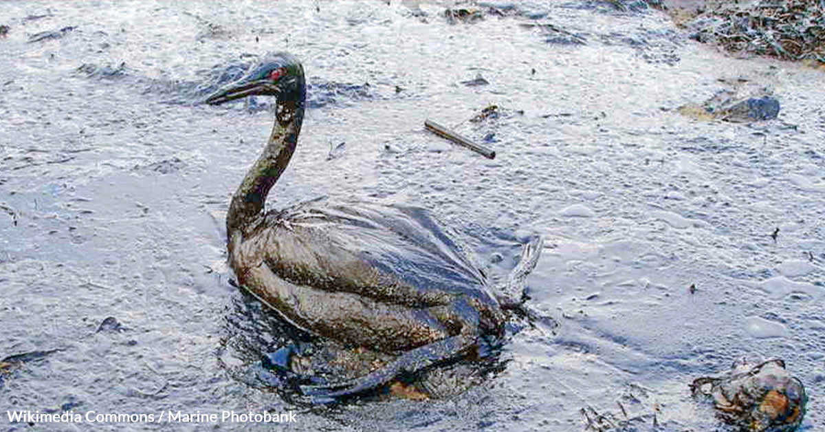 The Black Sea Is Dying As Oil Spill Threatens Fragile Waters