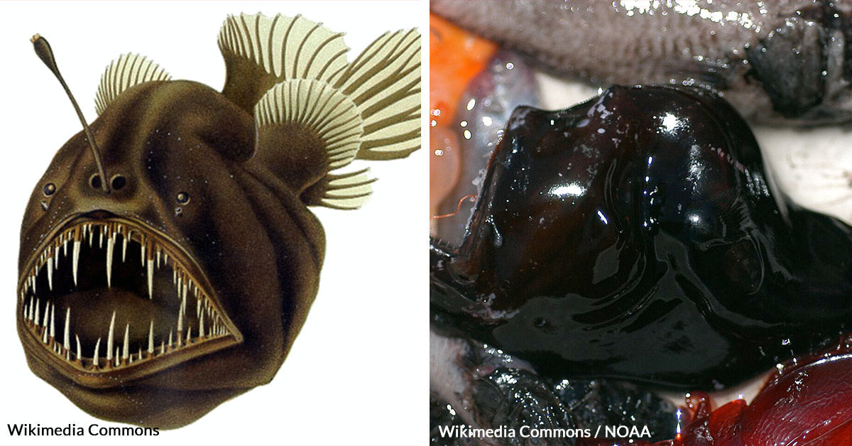 Scientists Amazed As Rarely Seen 'Black Seadevil' Swims To Ocean's Surface