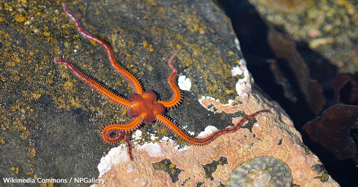Scientists Uncover Regeneration Clues Hidden in Brittle Sea Star DNA