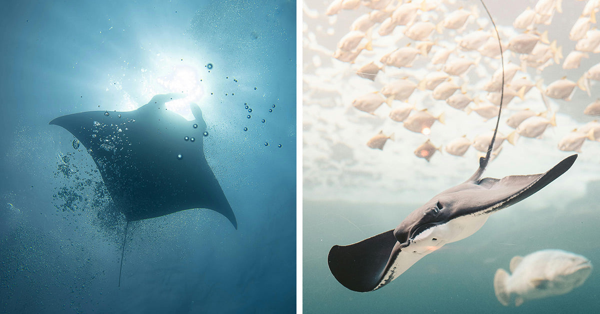 Scientists Uncover Hidden Manta Ray Species In Shallow Coastal Waters ...