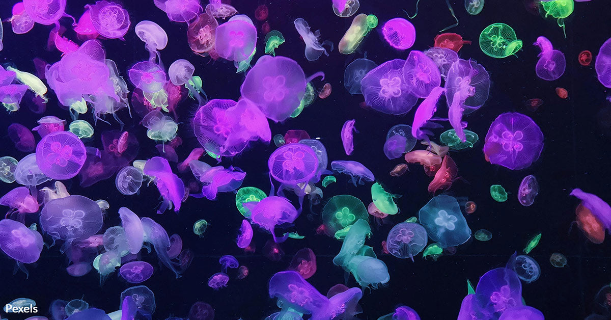 Bioluminescent Comb Jellies Transform Marine Ecosystems