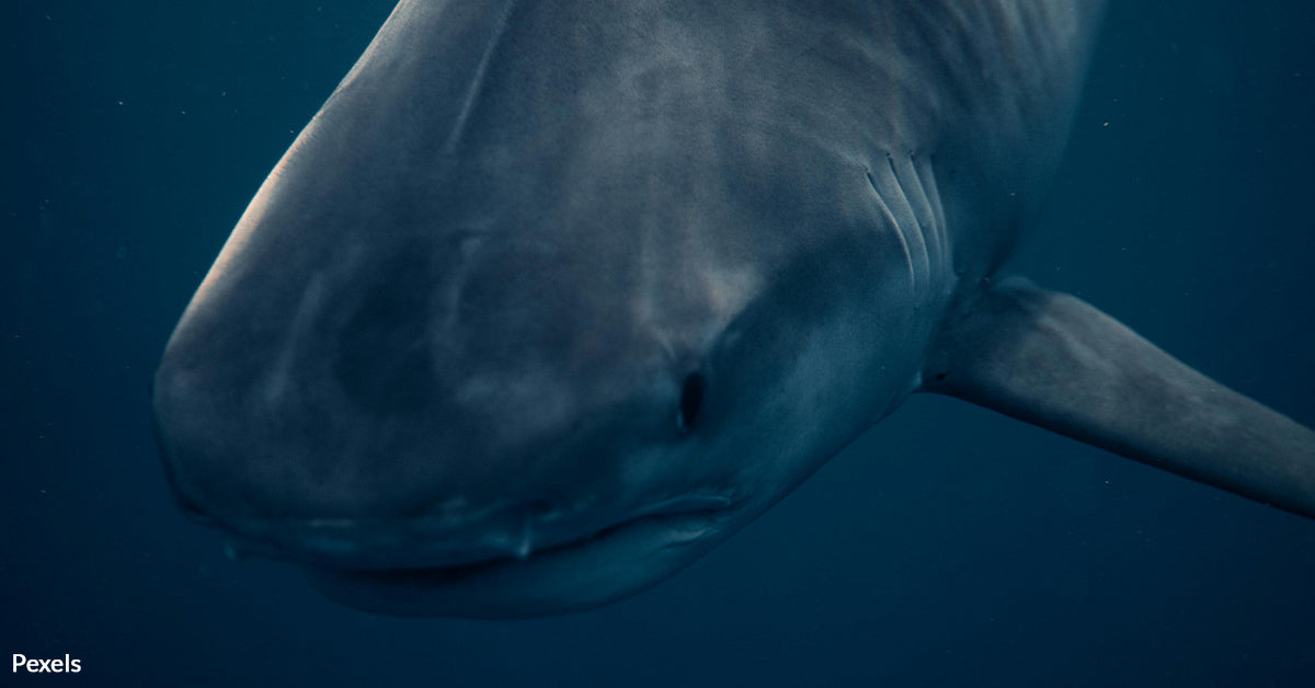 Record-Breaking Great White Shark Found Off Florida Coast