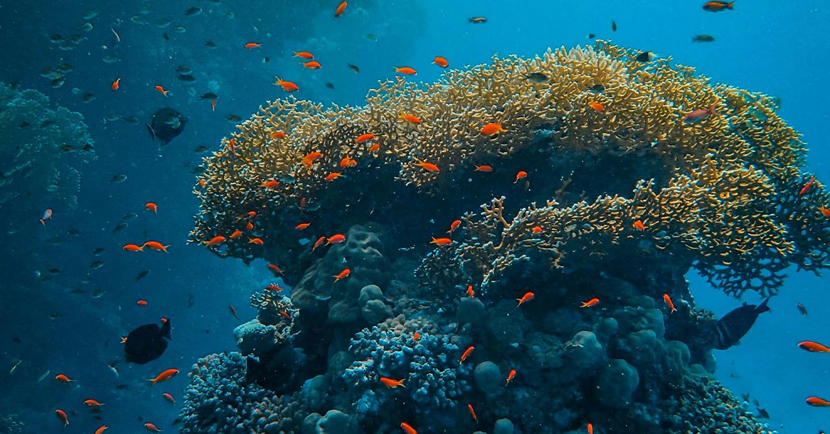 Coral Supports 25% Of All Marine Life And Its Collapse Is Putting Millions of Lives at Risk