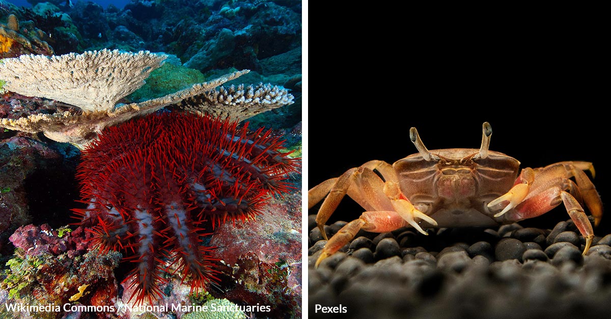 Crabs Form Defense Against Destructive Coral-Eating Starfish