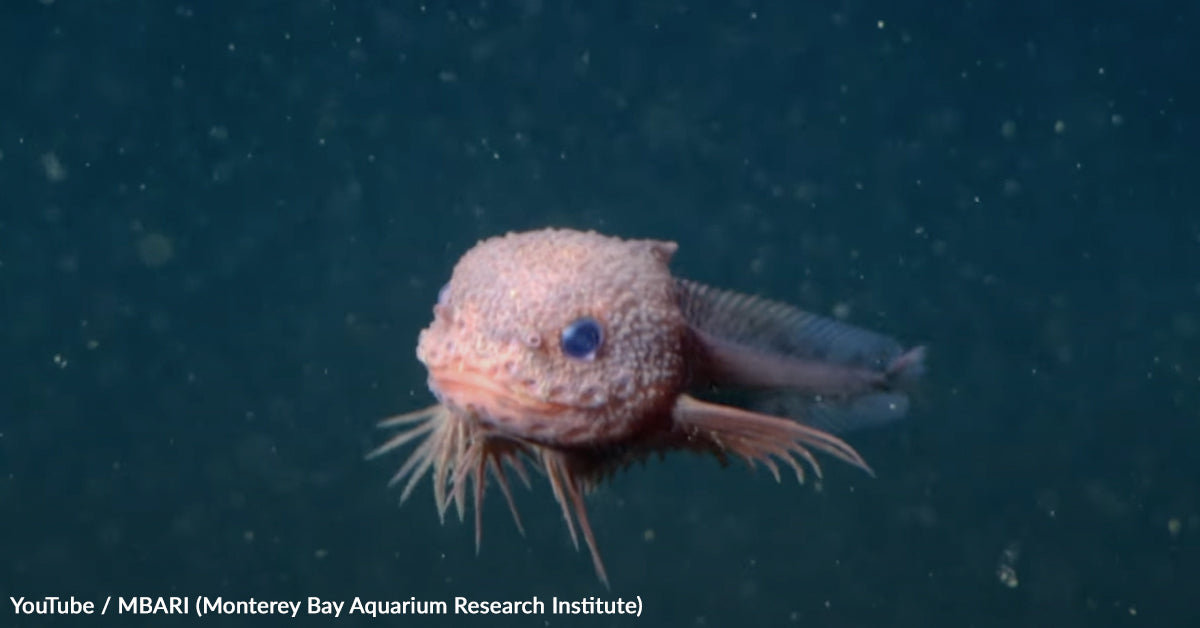 A close-up of a pale pink bumpy snailfish with large eyes and small whisker-like appendages swimming in the deep sea.