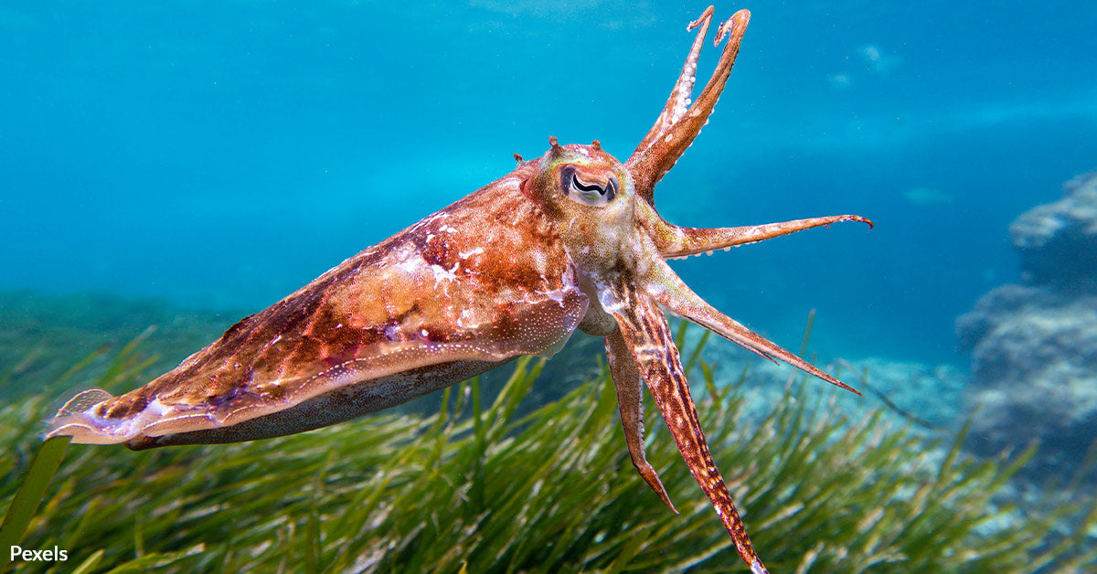 Cuttlefish Outsmart Expectations and Pass Test Designed for Children