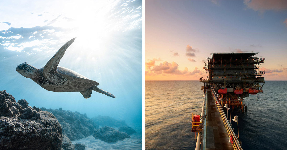 Order to Exploit Ocean Minerals Puts Environment at Risk | Free the Ocean