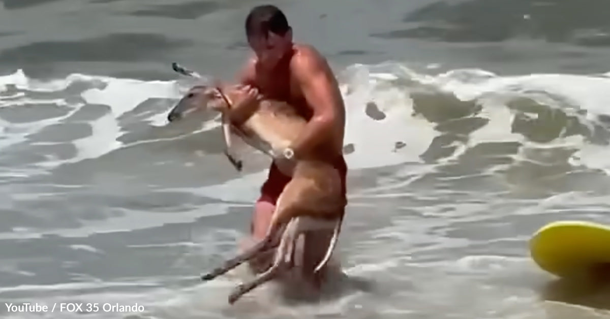 Dramatic Ocean Rescue As Lifeguards Haul Exhausted Whitetail Deer From Sea