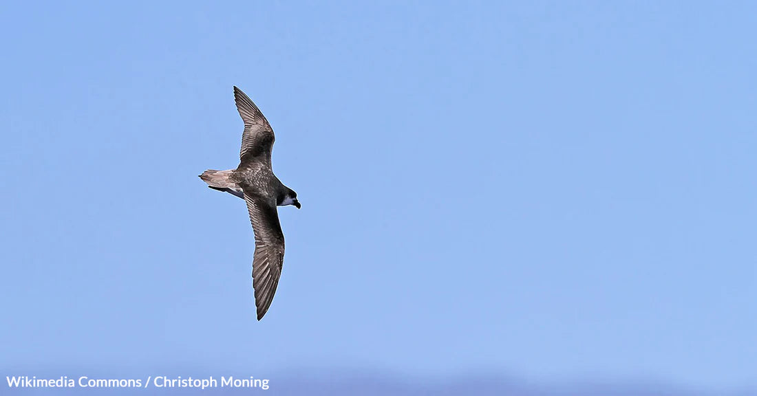 The Astonishing Foraging Strategy of Hurricane Chasing Birds, the Desertas Petrels