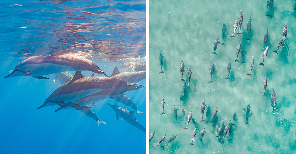 Thousands Of Dolphins Turn The Pacific Into A Living Stampede