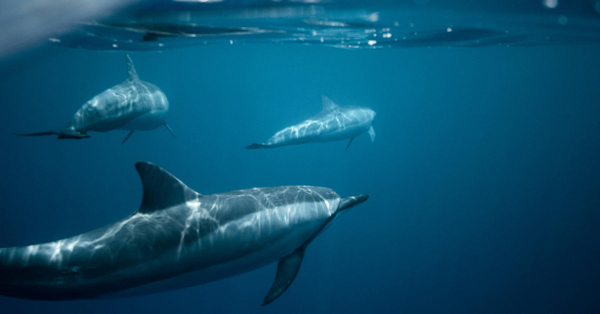 Toxic Blooms Are Hijacking Dolphin Brains and Pushing Them Onto Beaches With Alzheimer’s-Like Symptoms