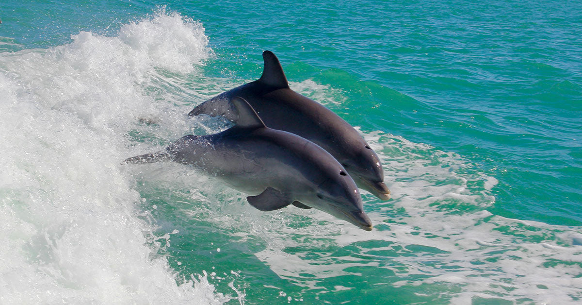 California Surf Competition Turns Magical When Dolphins Join In