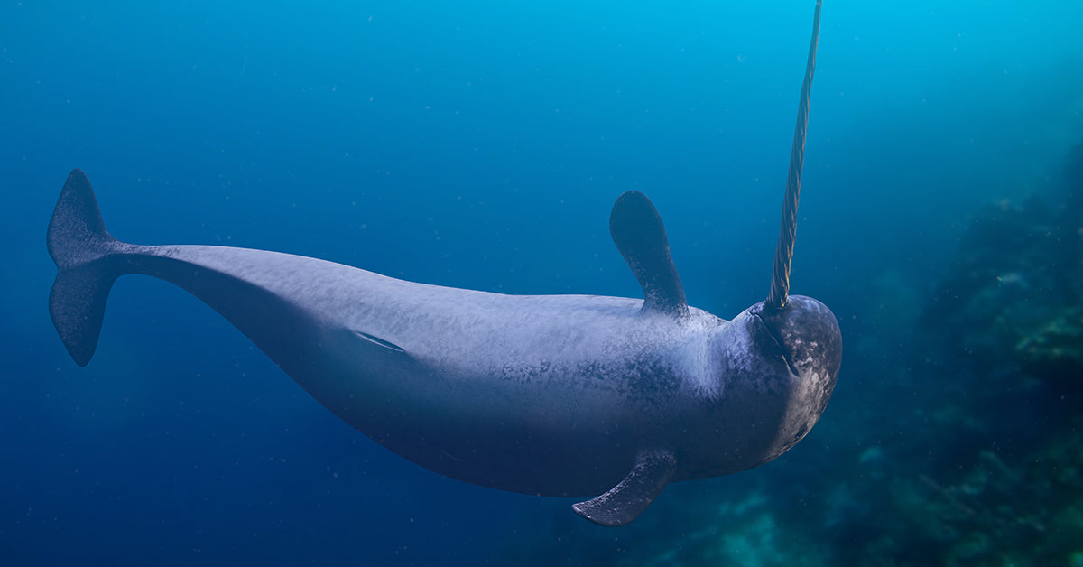 A narwhal swimming underwater with its long spiral tusk pointing forward.