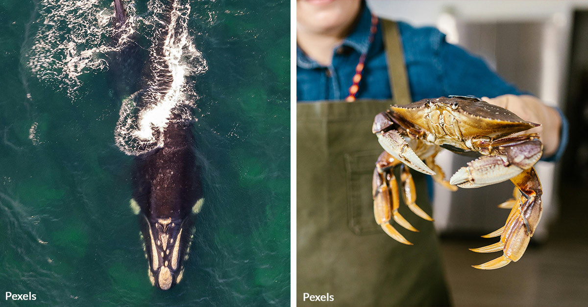 Dungeness Crab Fishing Leaves California’s Whales At RIsk