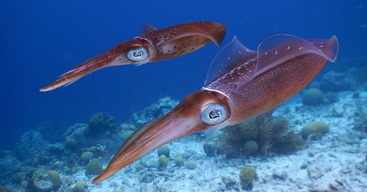 Penguins And Whales Stand To Lose As Squid Stocks Collapse In The South Atlantic