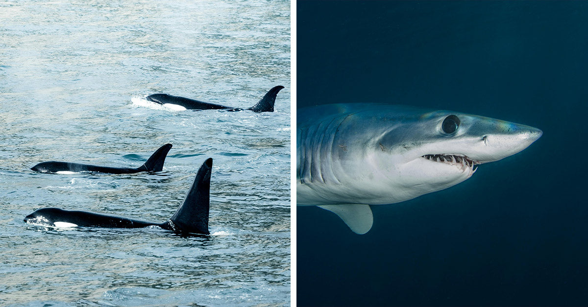 Meet The Ocean's Fastest — These Marine Speedsters Might Outswim Your Wildest Expectations