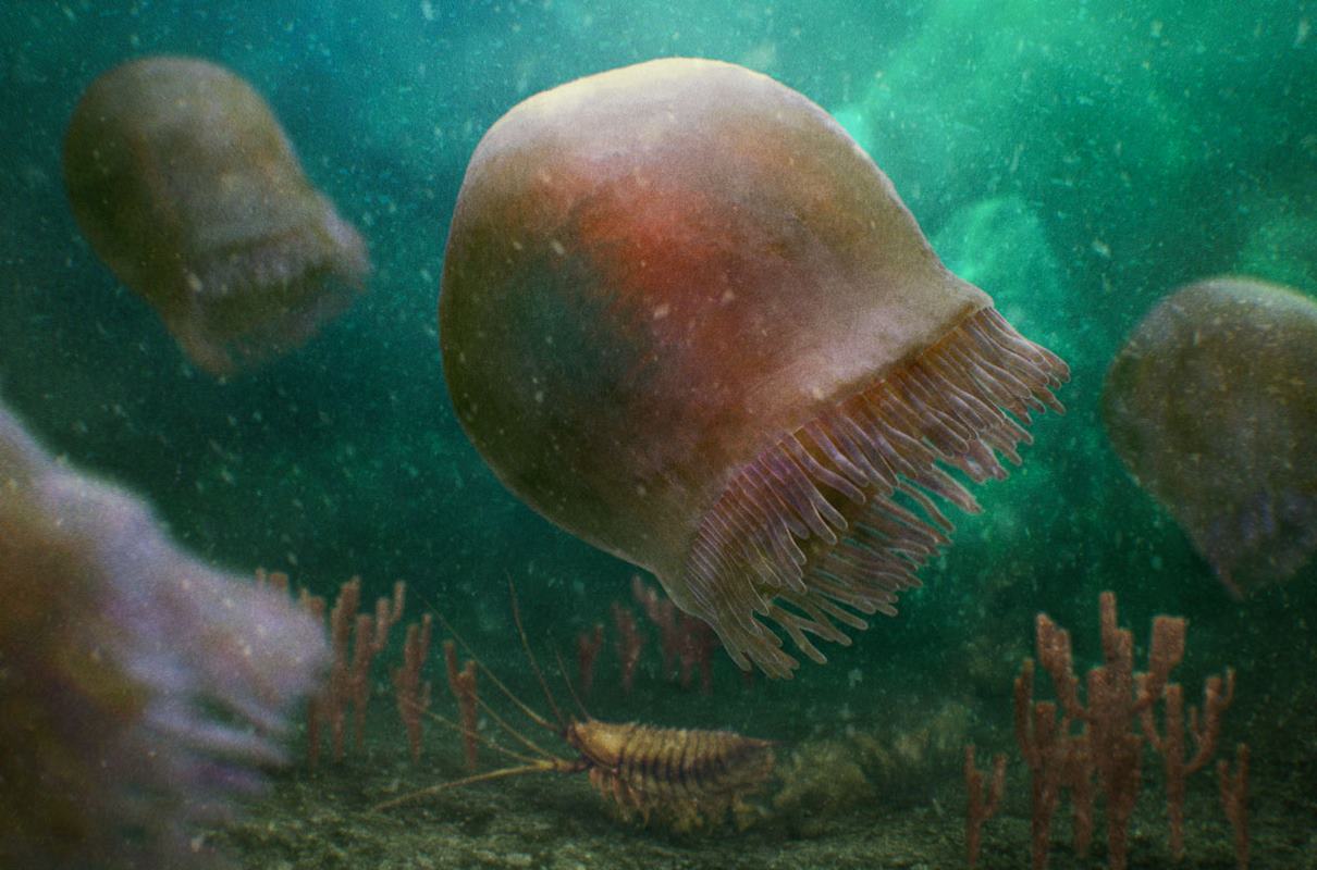 Unearthing the Secrets of an Ancient Jellyfish