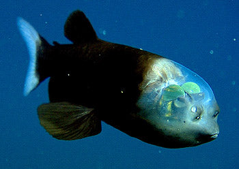 Meet the Barreleye Fish, the alien-like deep sea creature