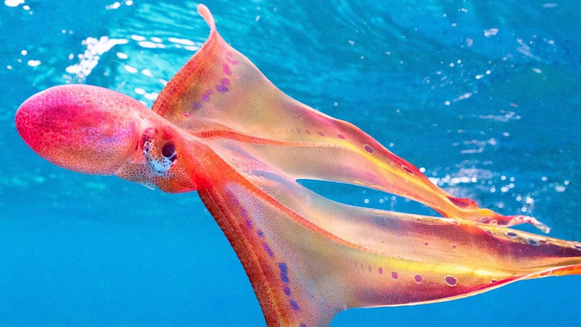 Meet the incredible blanket octopus