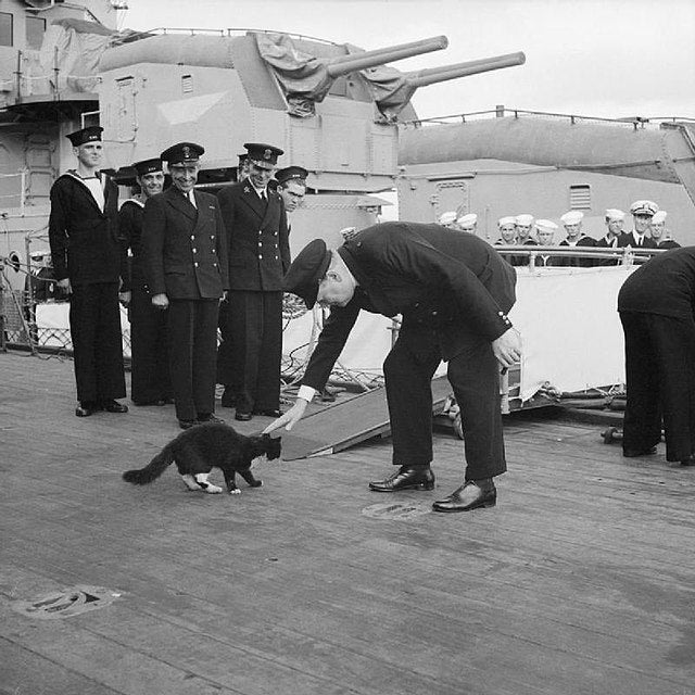 Meet 4 Famous Cats Who Sailed the Seven Seas